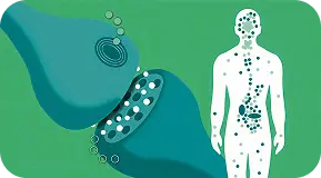 CBD mechanism illustration